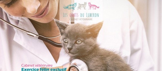 Création d'un site internet pour une clinique vétérinaire en Vaucluse